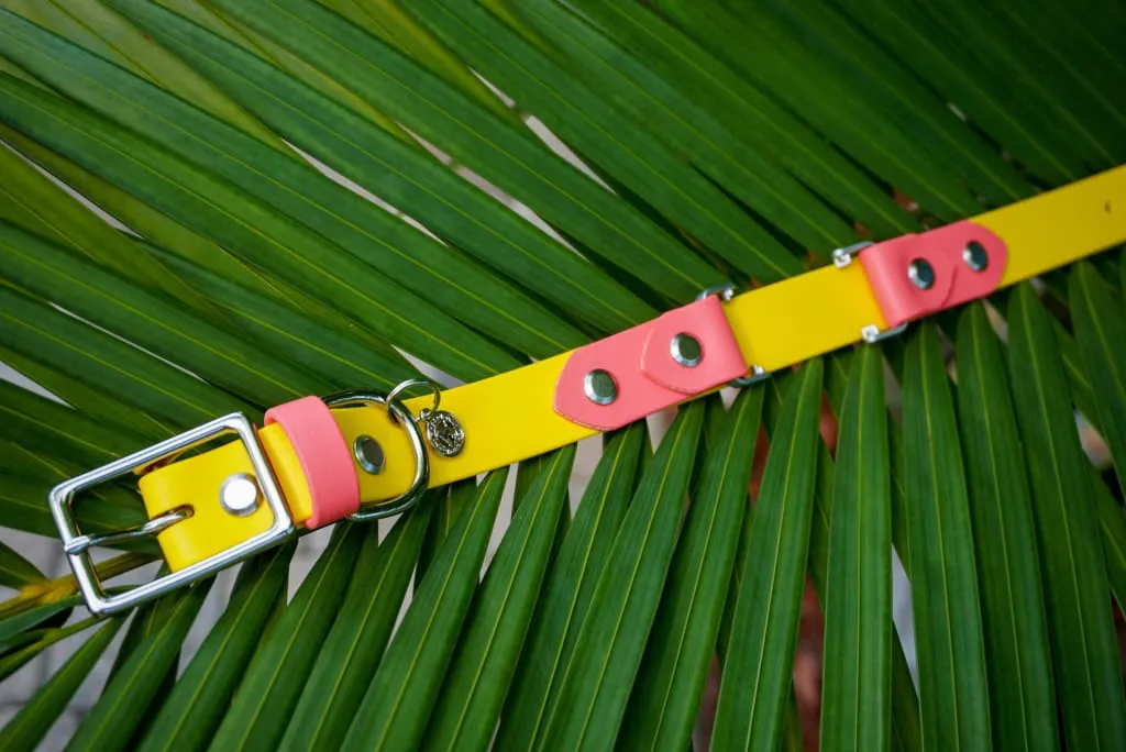 Fi Compatible 1" Waterproof Buckle Collar