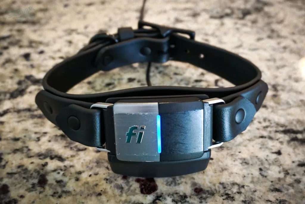 Fi Compatible 1" Waterproof Buckle Collar