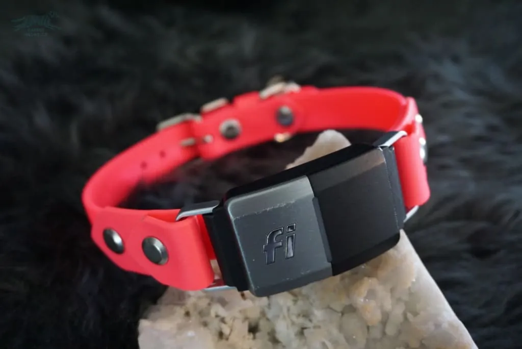 Fi Compatible 3/4" Waterproof Buckle Collar
